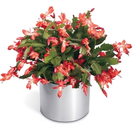 Winter Delight Holiday Cactus from Kinsch Village Florist, flower shop in Palatine, IL